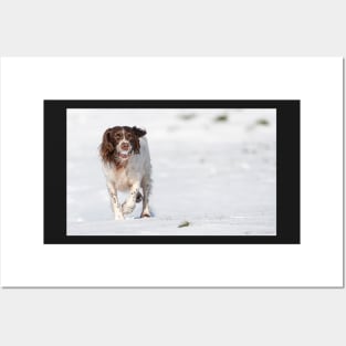 English Springer Spaniel Posters and Art